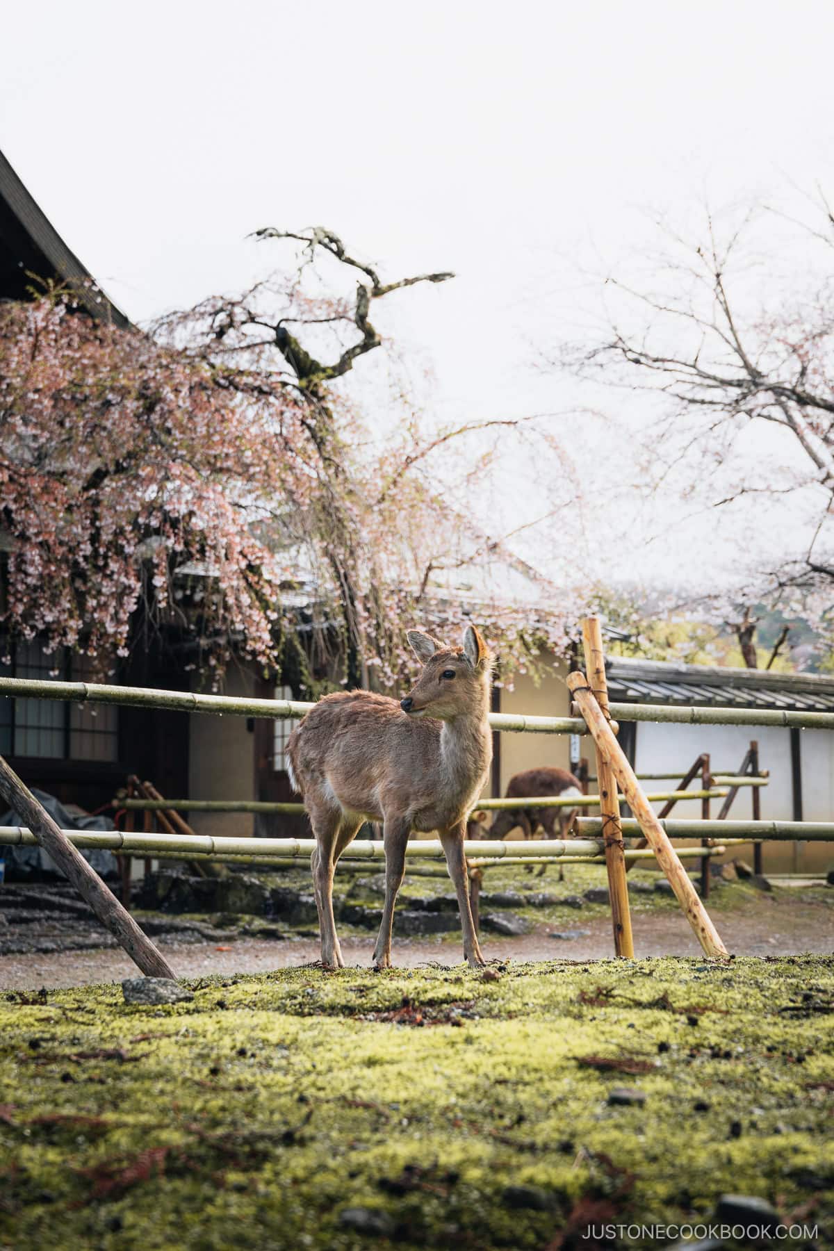 Deer in Nara