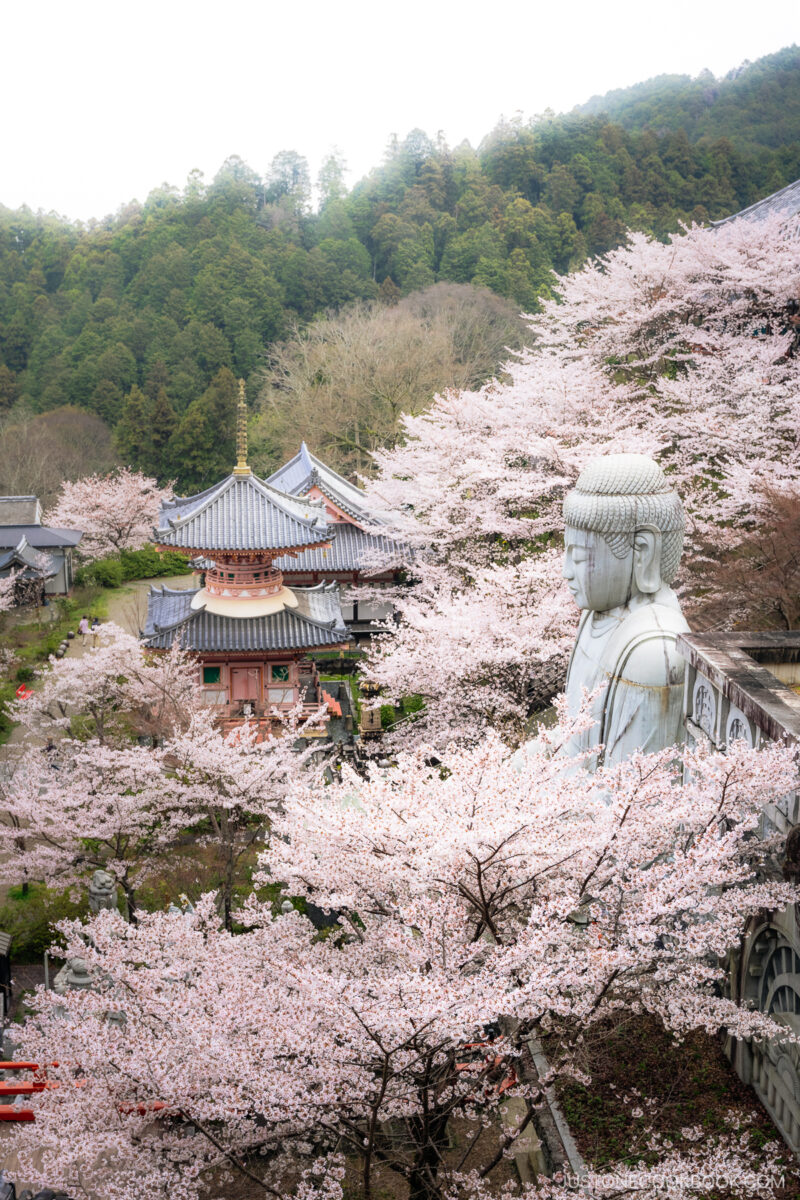 Giant Buddha statue surrounded by cherry blossoms