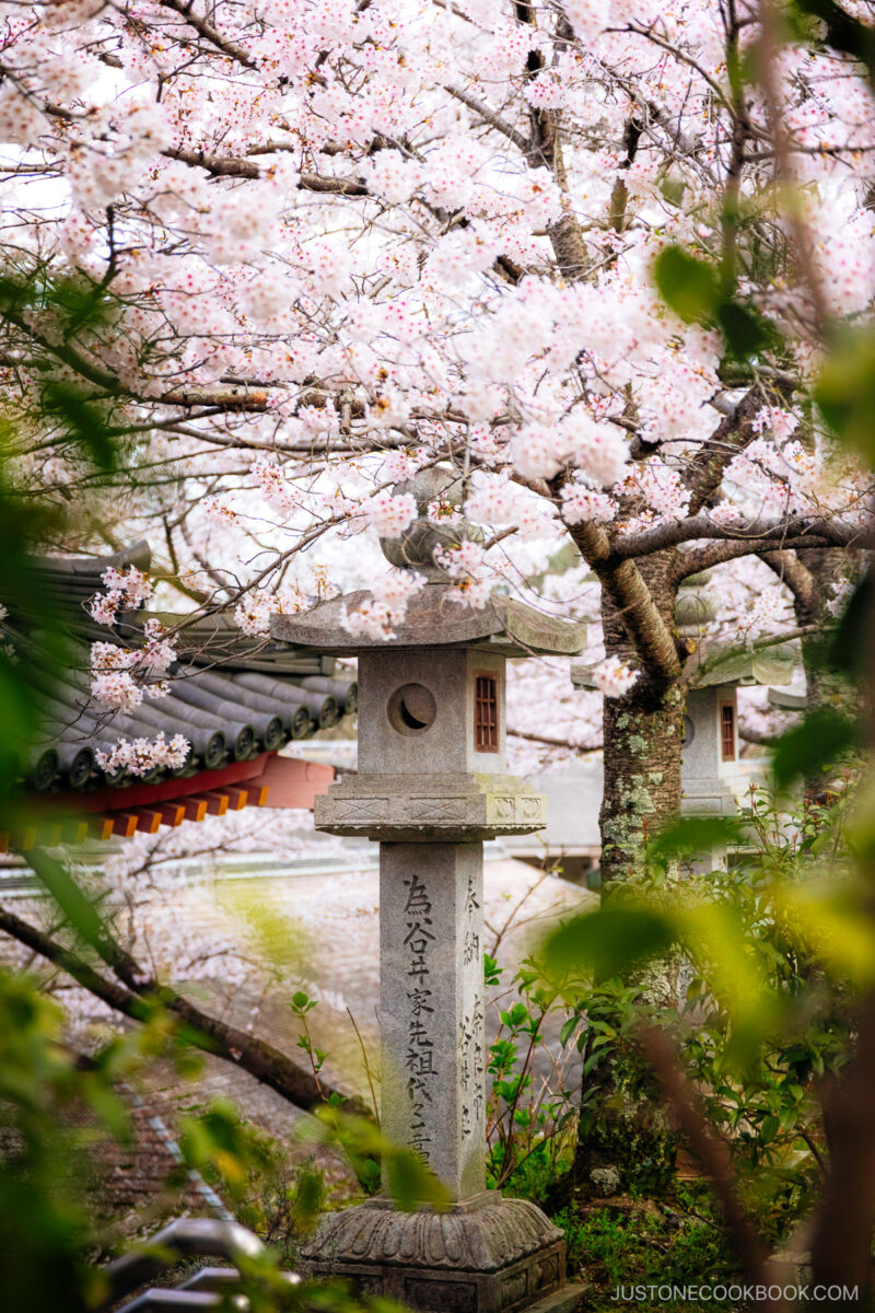 Stone lantern under cherry blossoms