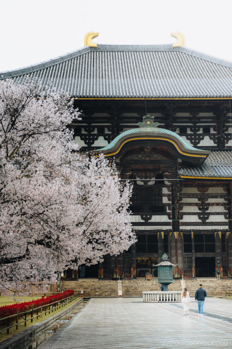 Couple walking toward temple under cherry blossom tree