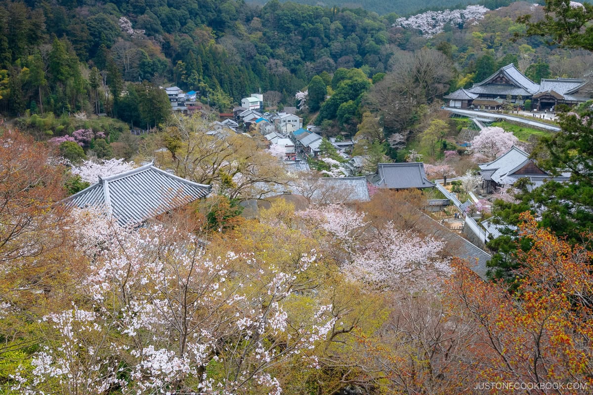 Temple grounds with cherry blossoms