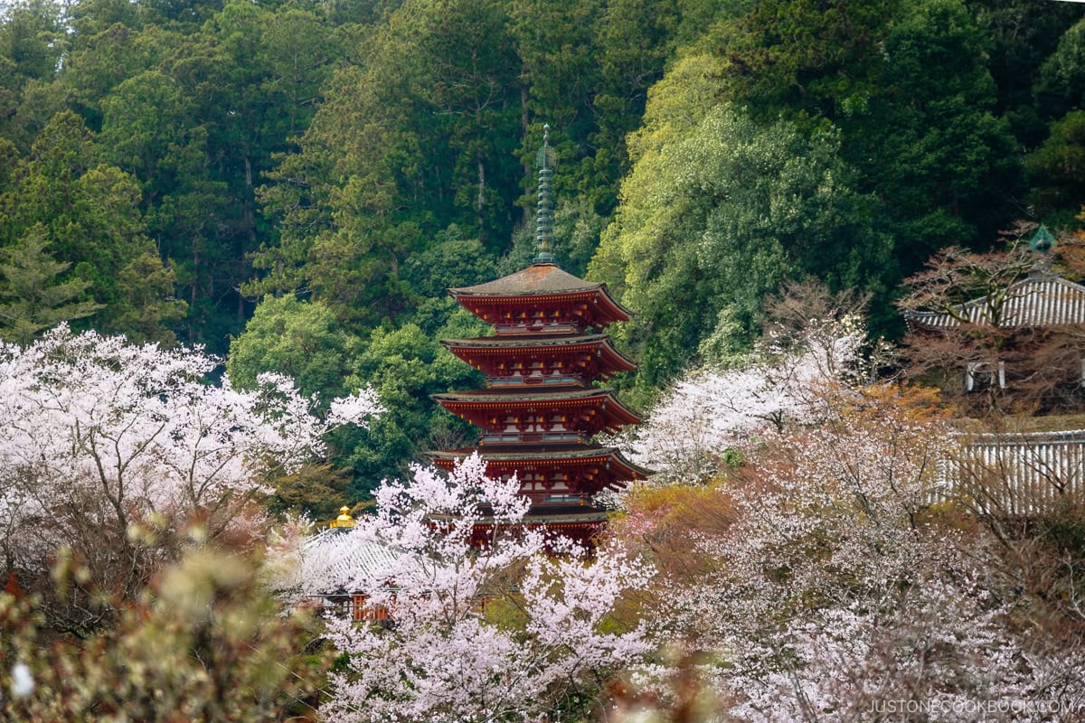Five story pagoda surrounded by cherry blossoms