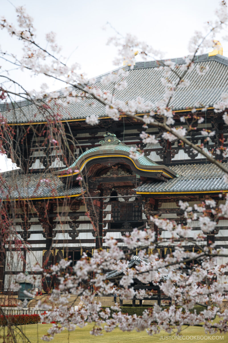 Temple behind cherry blossoms
