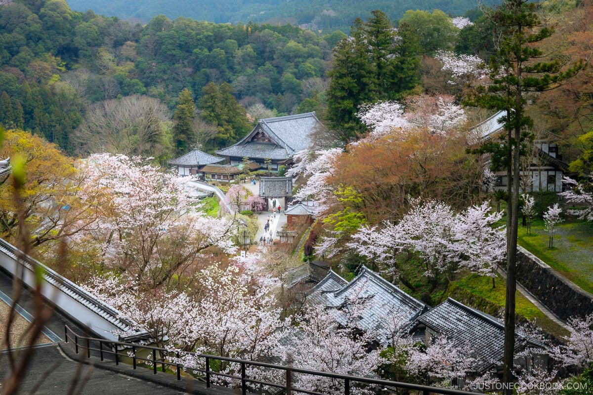 Temple grounds with cherry blossoms