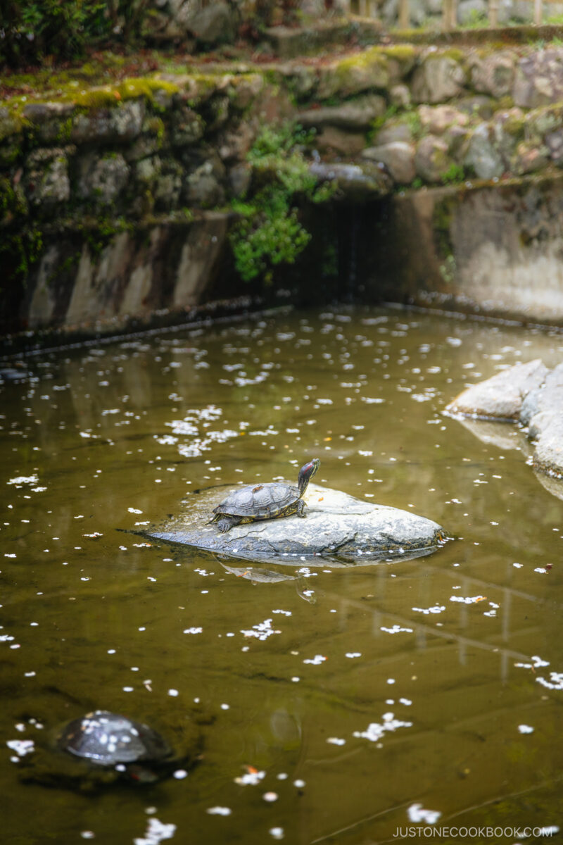 Turtle sitting in a pond with fallen cherry blossoms