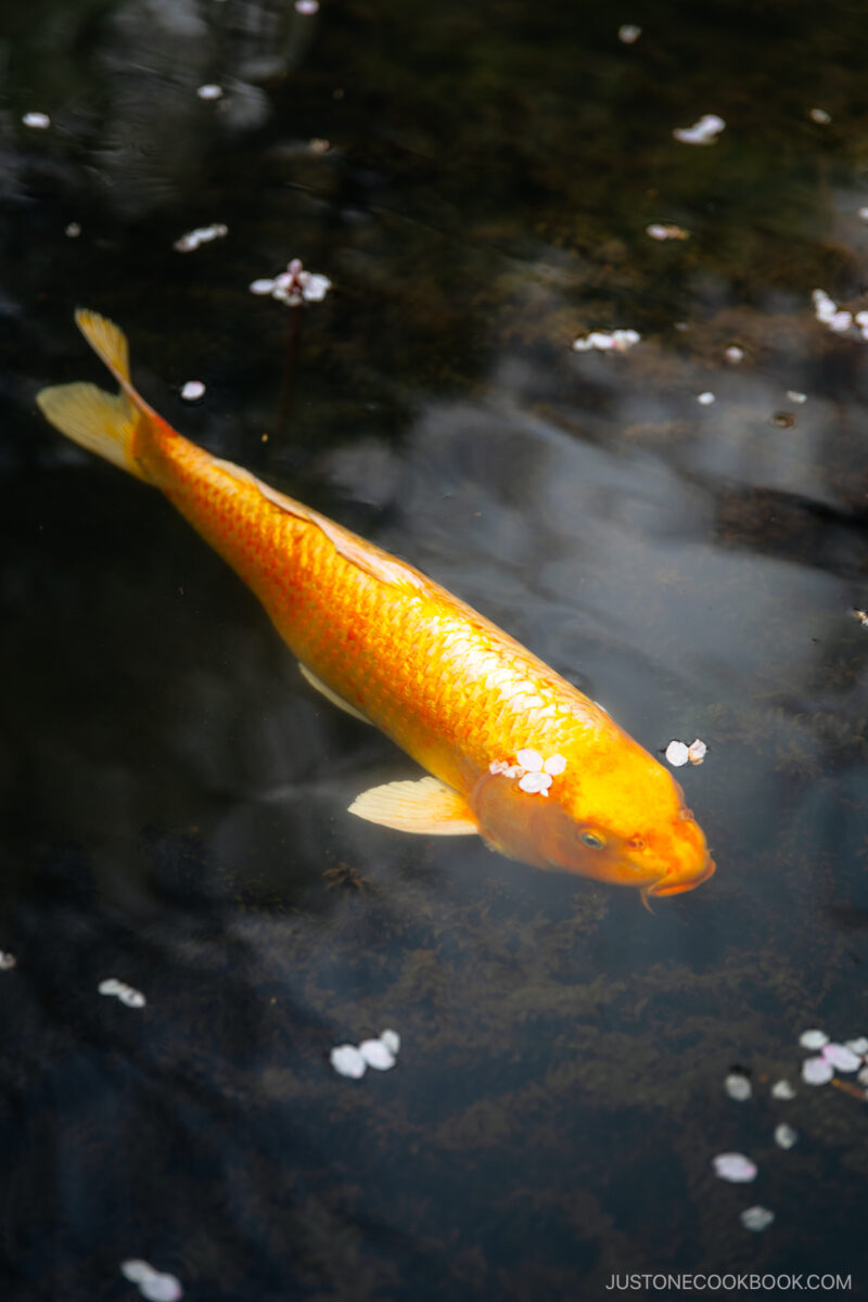 Golden koi fish with fallen cherry blossoms