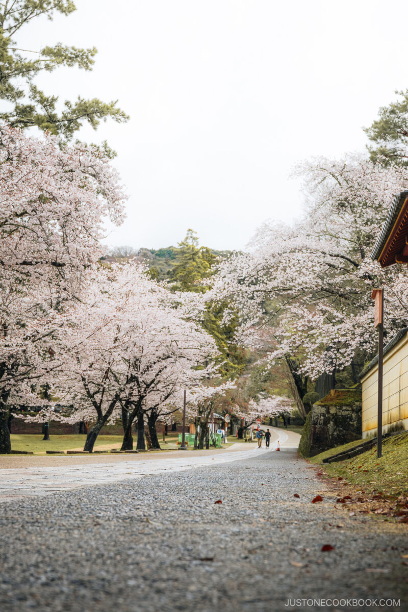 Stone pathway lined with cherry blossoms