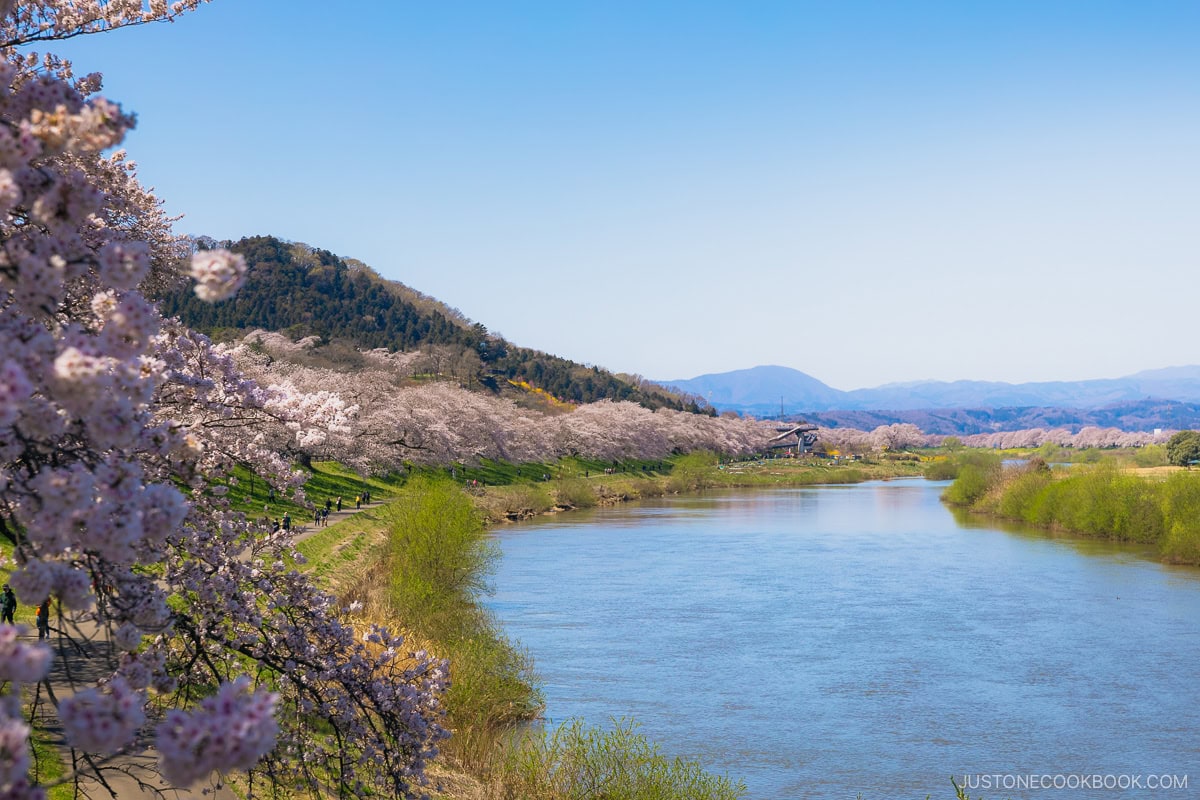 River lines with cherry blossoms