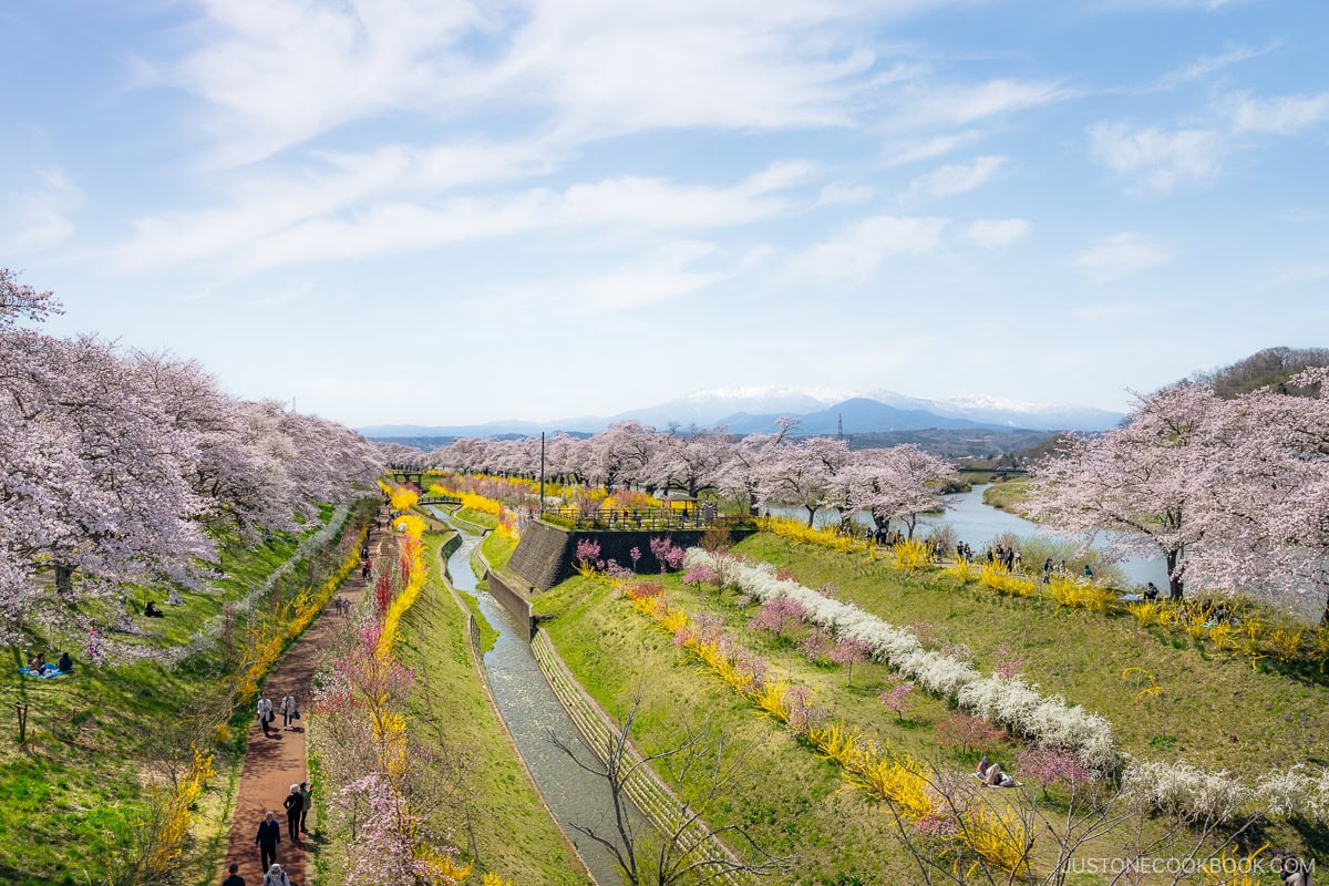 Cherry blossoms with snowy mountain in the background