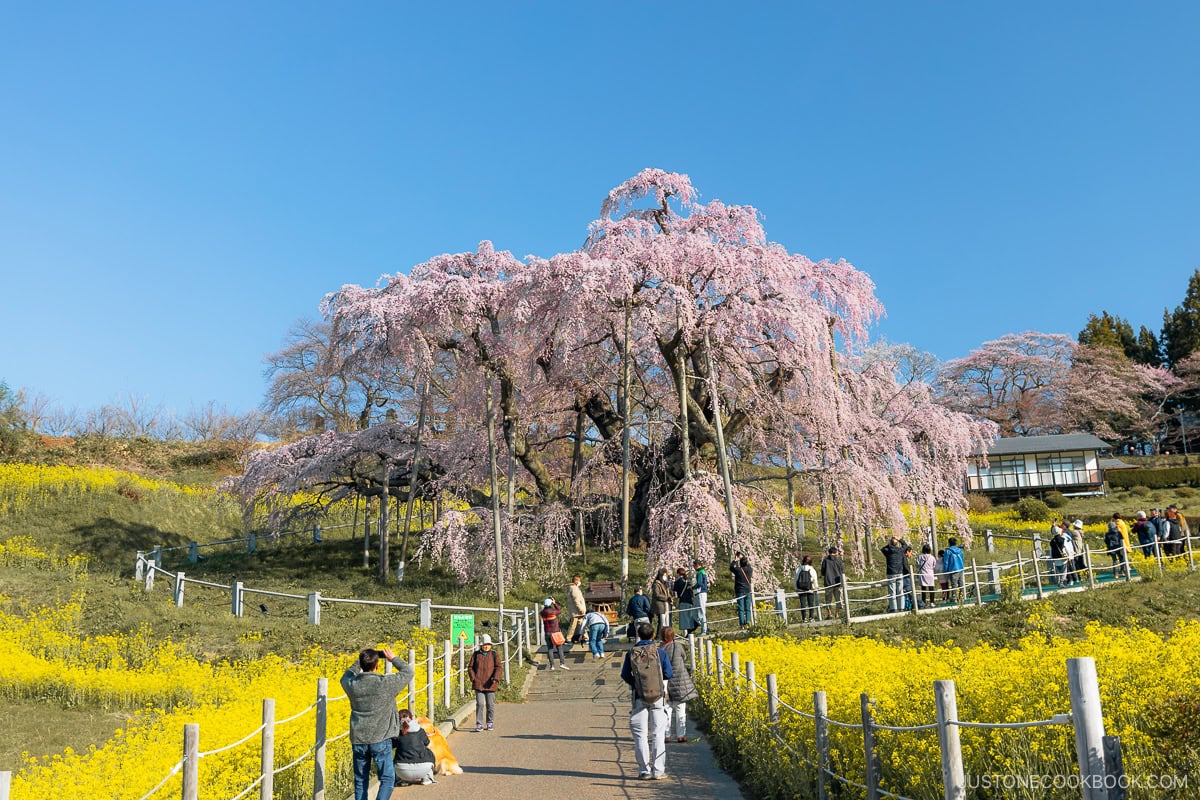 Weeping cherry blossom tree