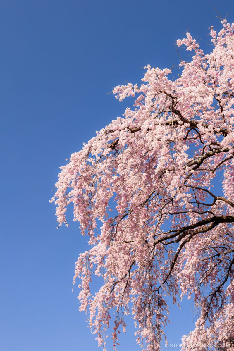 Weeping cherry blossom tree branches