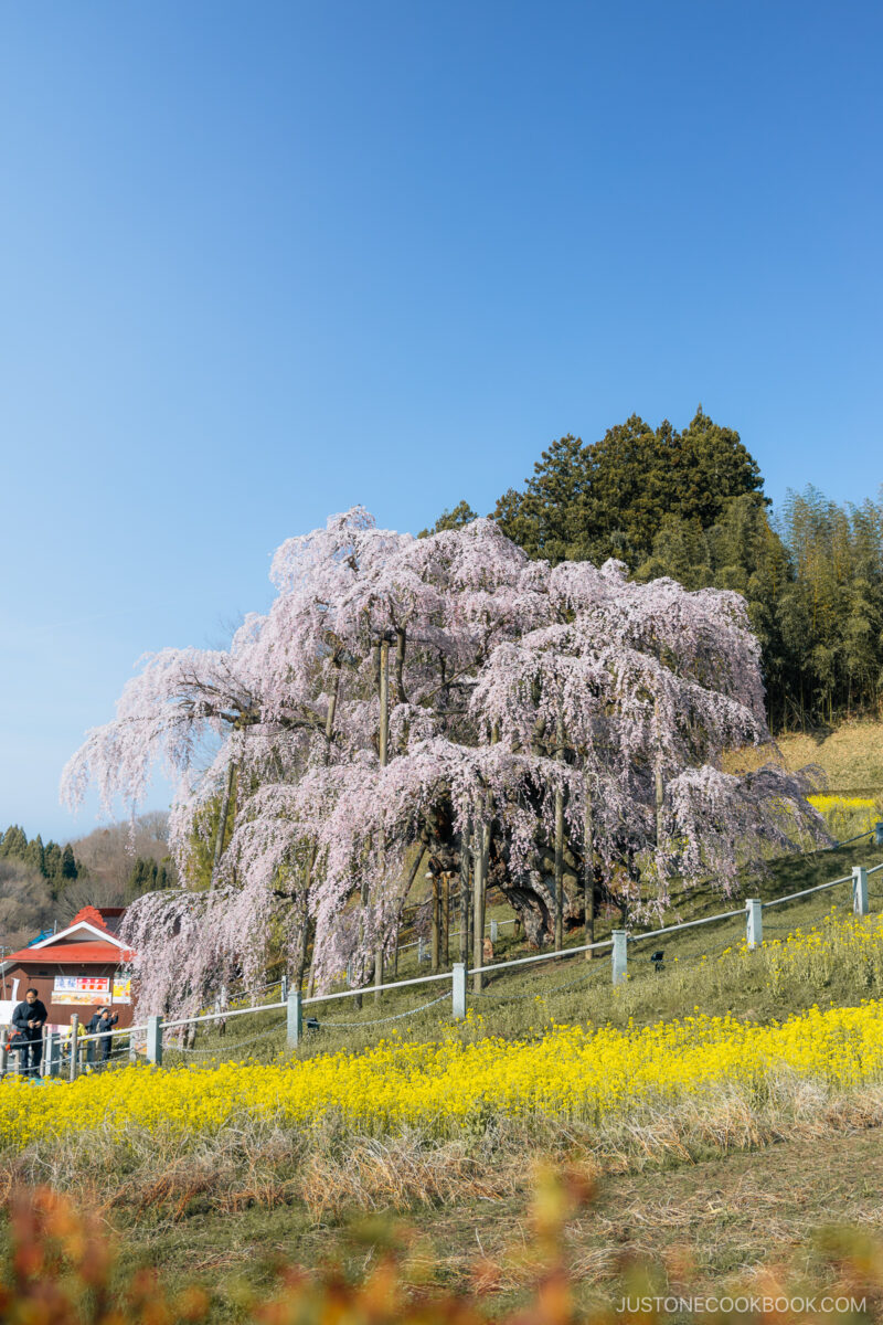 Weeping cherry blossom tree