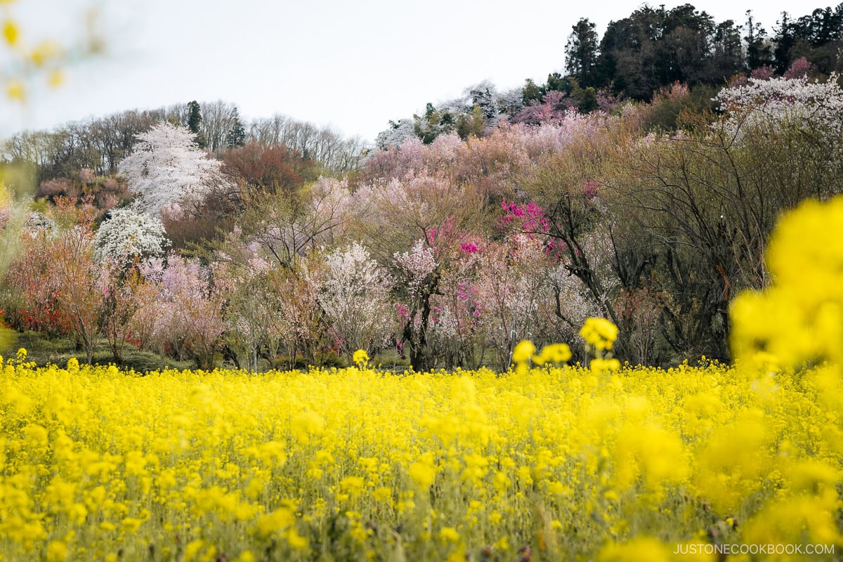 Yellow flowers with cherry blossoms in the background