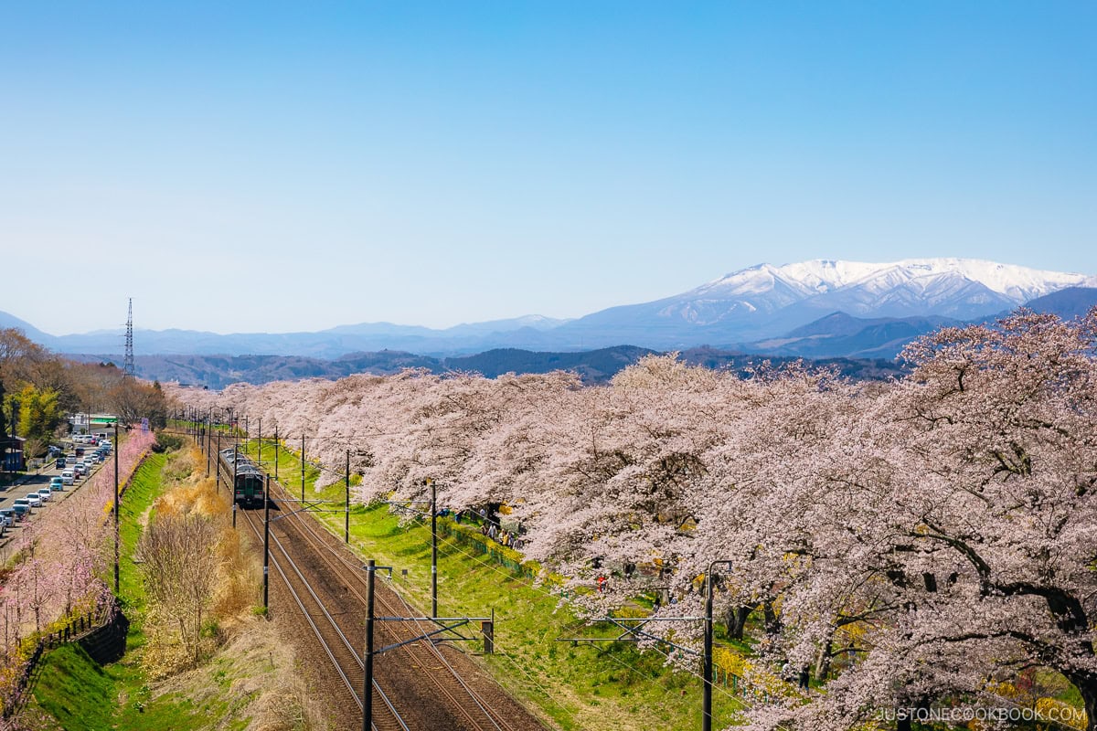 Train passing through cherry blossoms with snowy mountain in the back