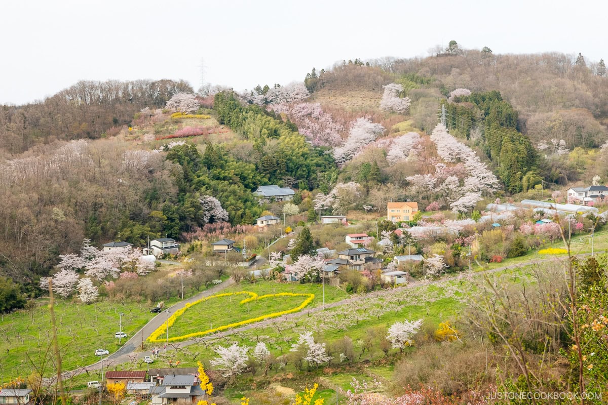 Cherry blossoms on a mountain side with heart shape made out of flowers