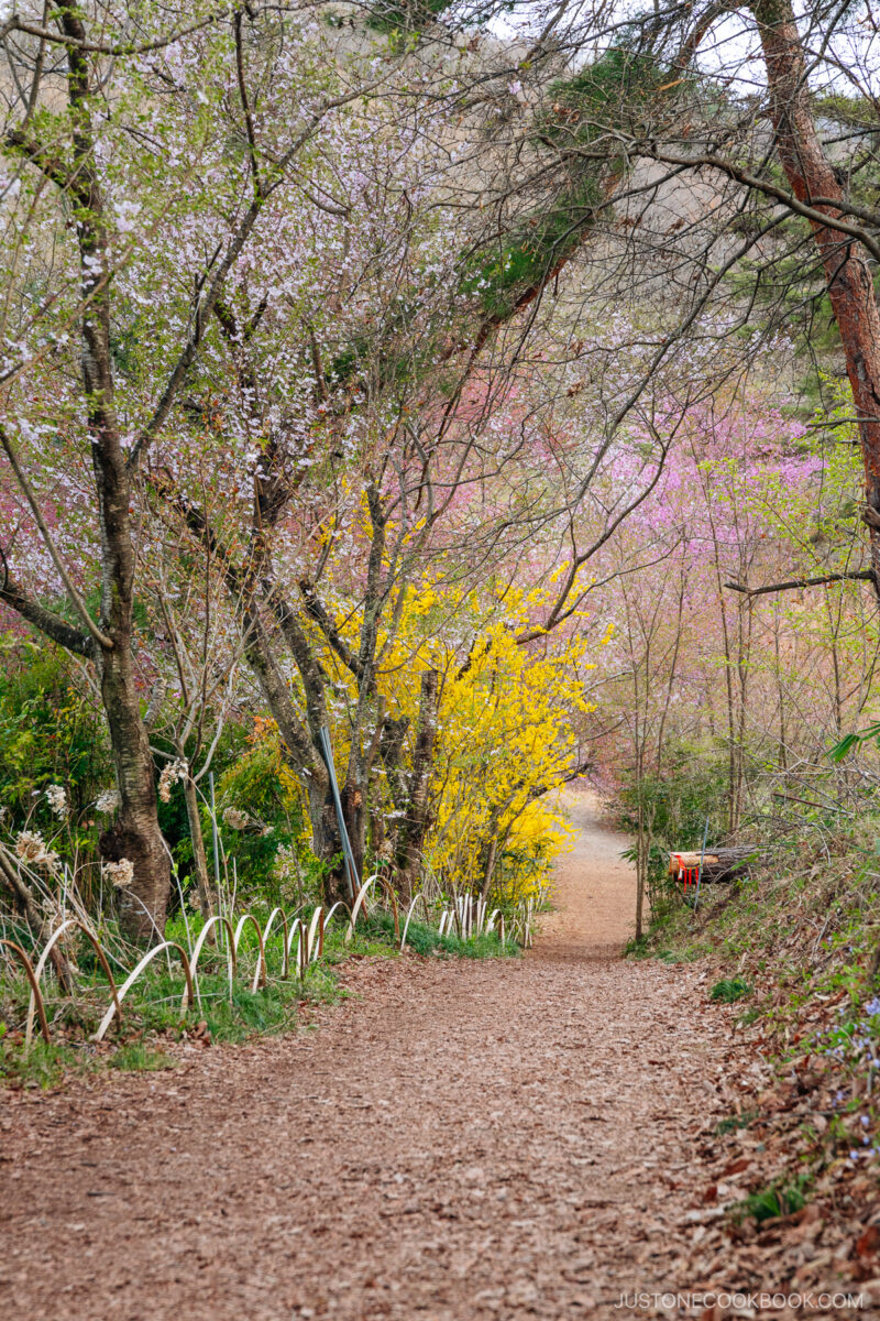 Pathway with fallen leaves lined with cherry blossoms