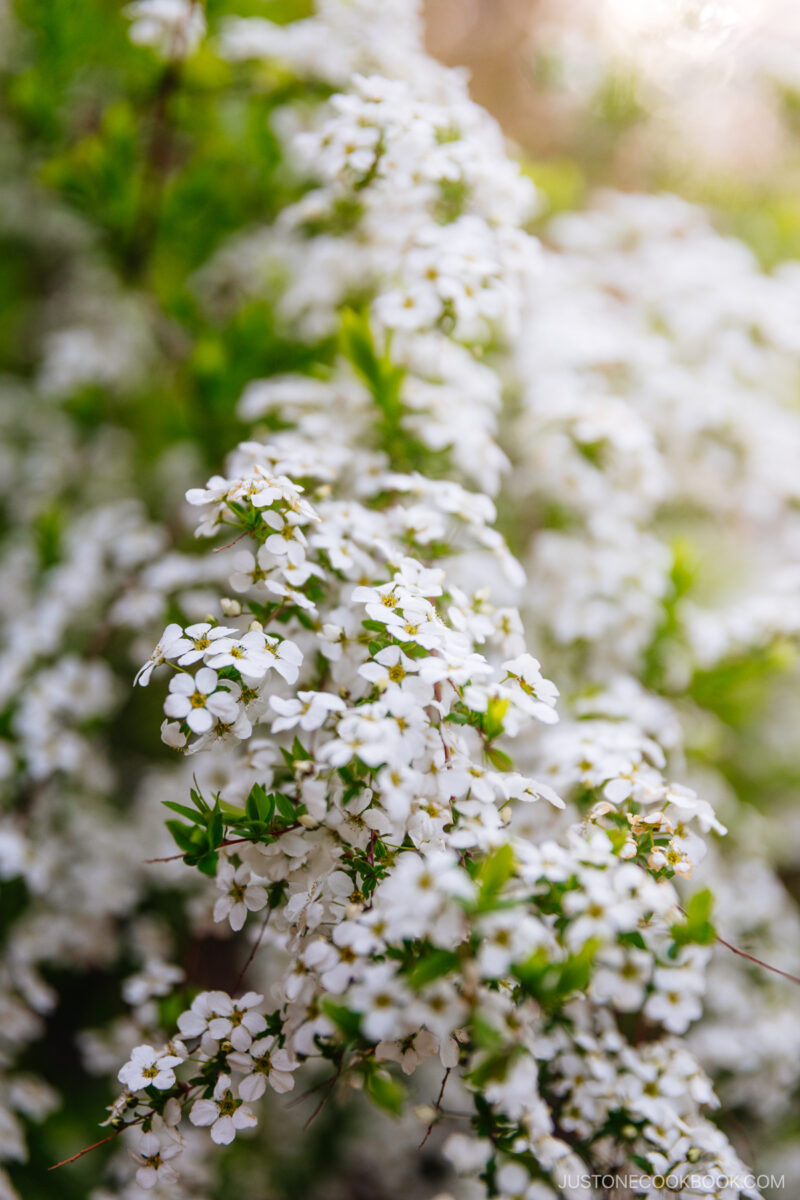 White flowers in sunlight