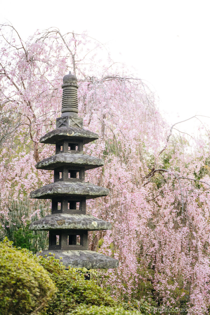 Small stone pagoda next to cherry blossom tree