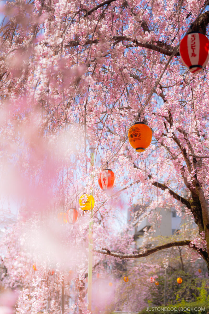 Cherry blossoms with festival lanterns