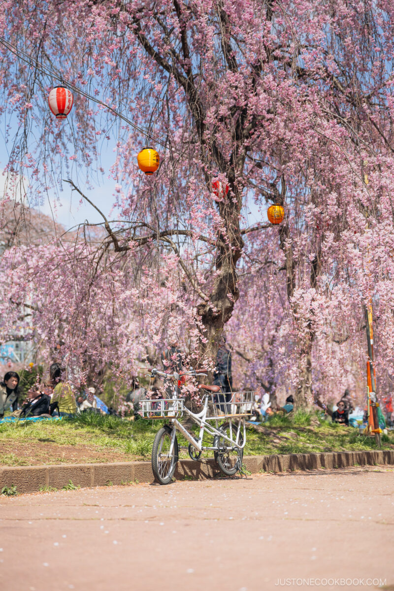 Bicycle next to cherry trees
