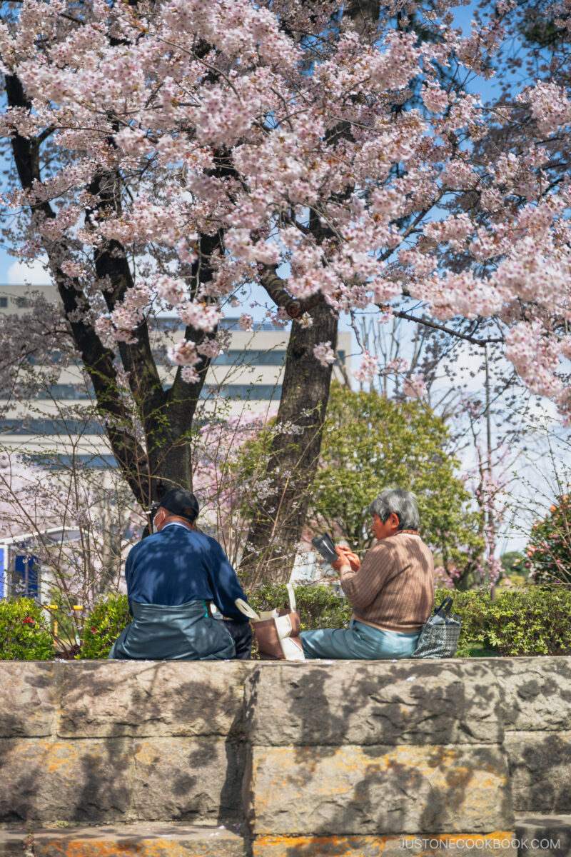 Elderly couple sitting under cherry blossoms