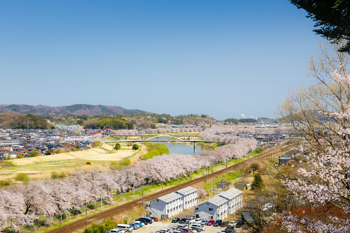 Overlooking a city and river lined with cherry blossoms