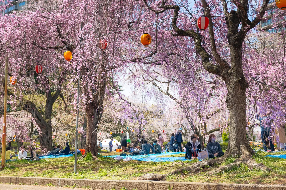 People having a picnic under cherry trees