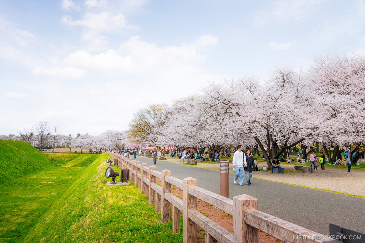 Empty moat and park with cherry trees