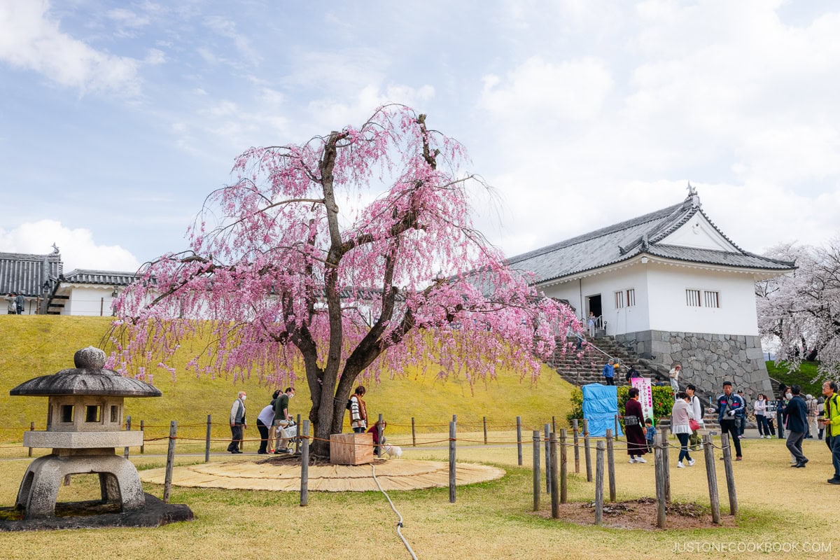 Weeping cherry blossom tree next to castle