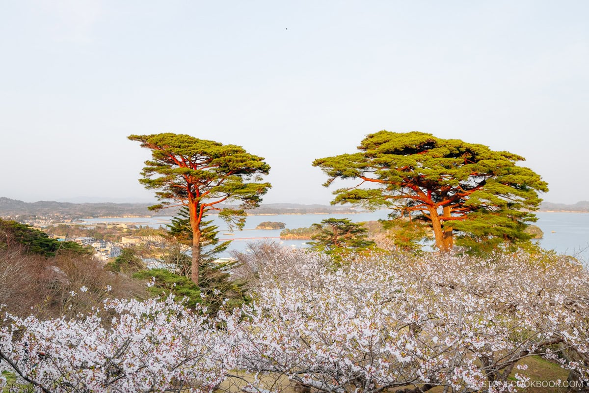 Cherry blossoms with Matsushima Bay in the background