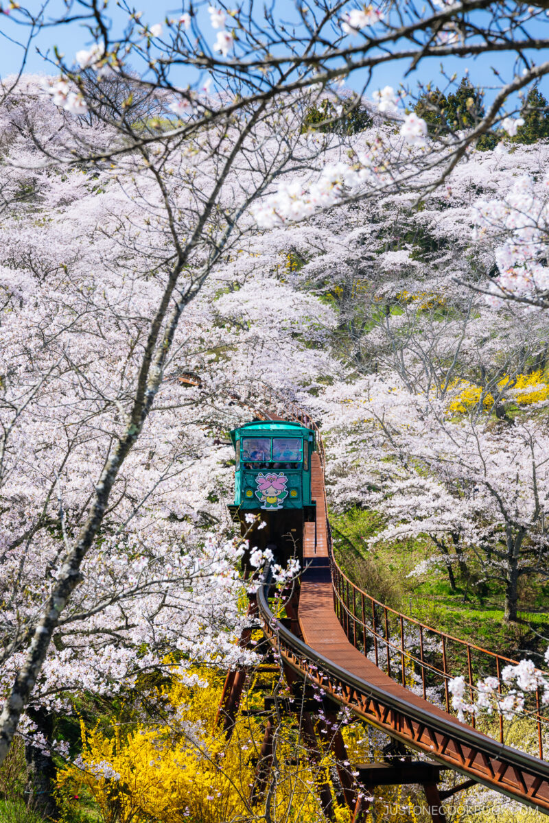 Slope car going through cherry blossoms