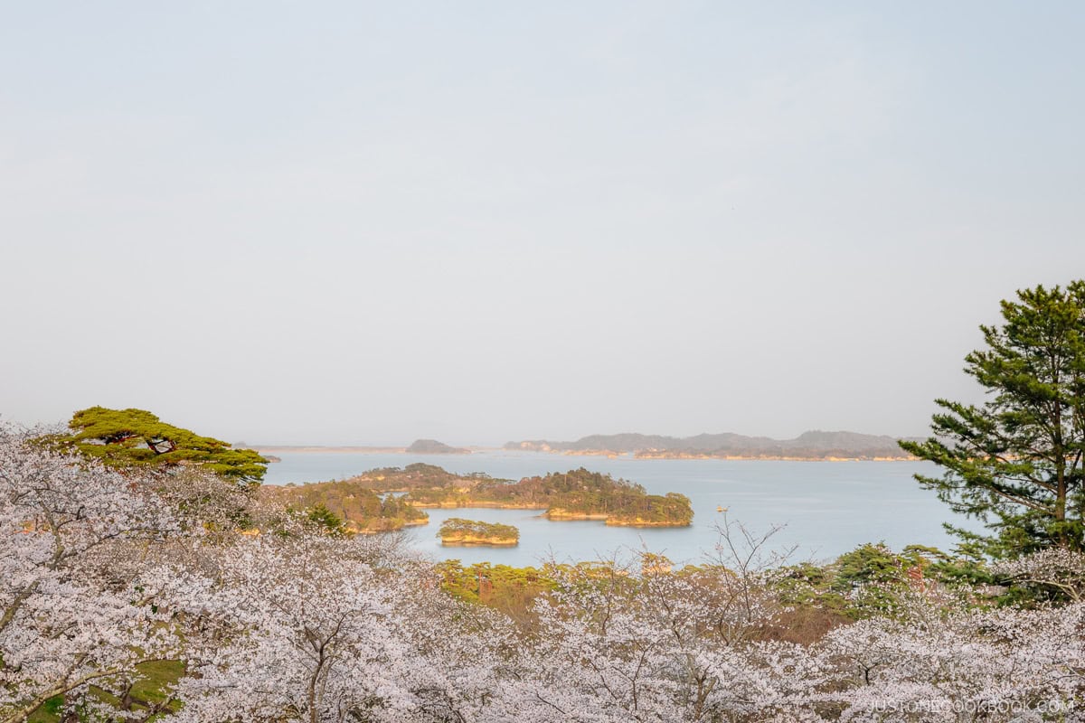 Cherry blossoms with Matsushima Bay in the background