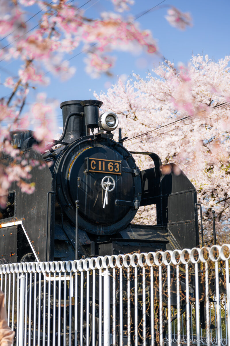 Steam locomotive surrounded by cherry blossoms