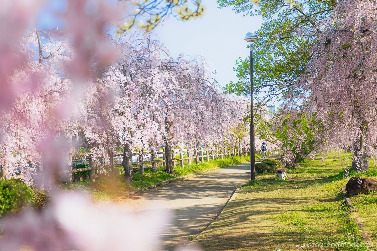 Pathway lined with weeping cherry blossoms