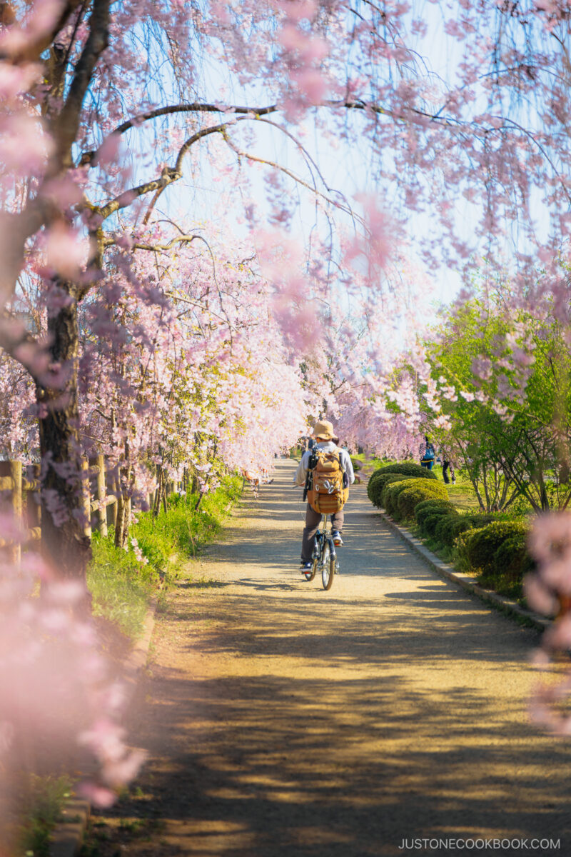 Person cycling under weeping cherry blossoms