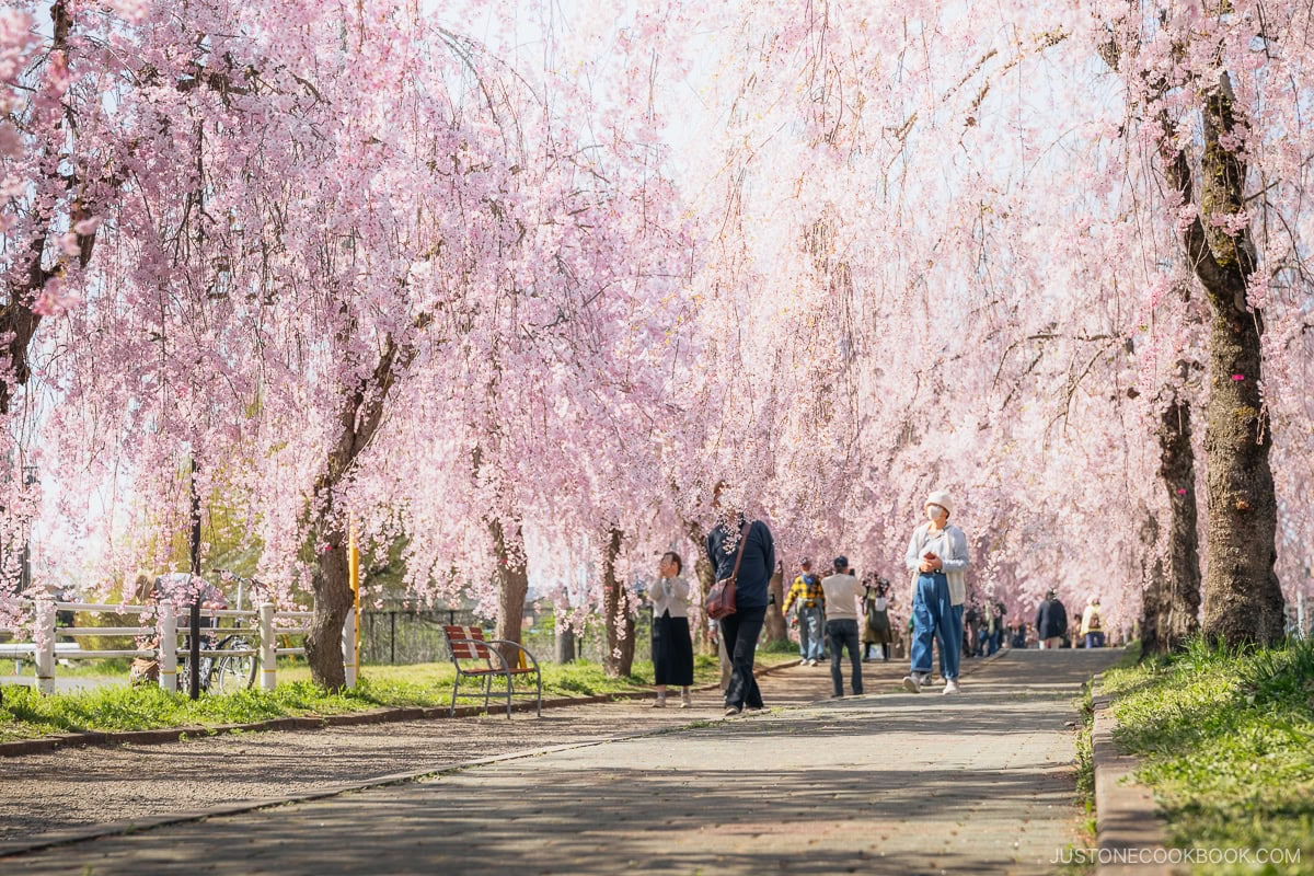 People walking under weeping cherry blossoms