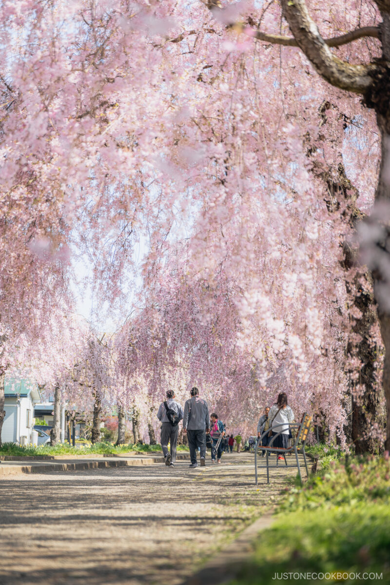 People walking under weeping cherry blossoms