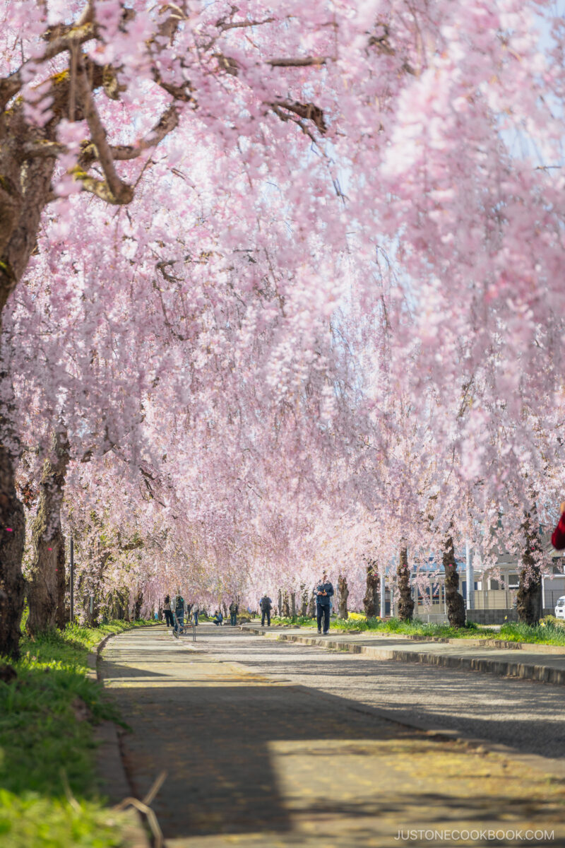People walking under weeping cherry blossoms
