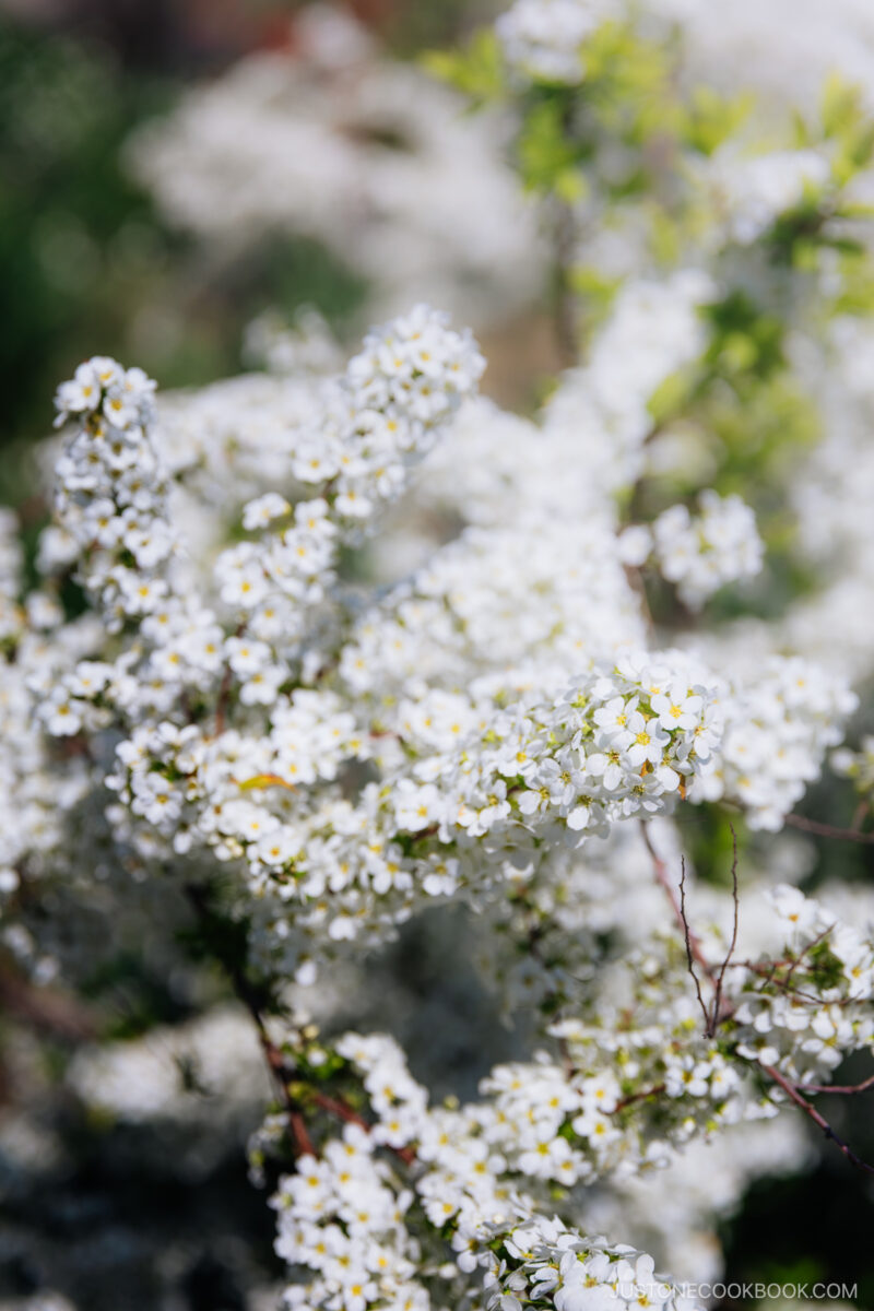 White flowers into the sunlight