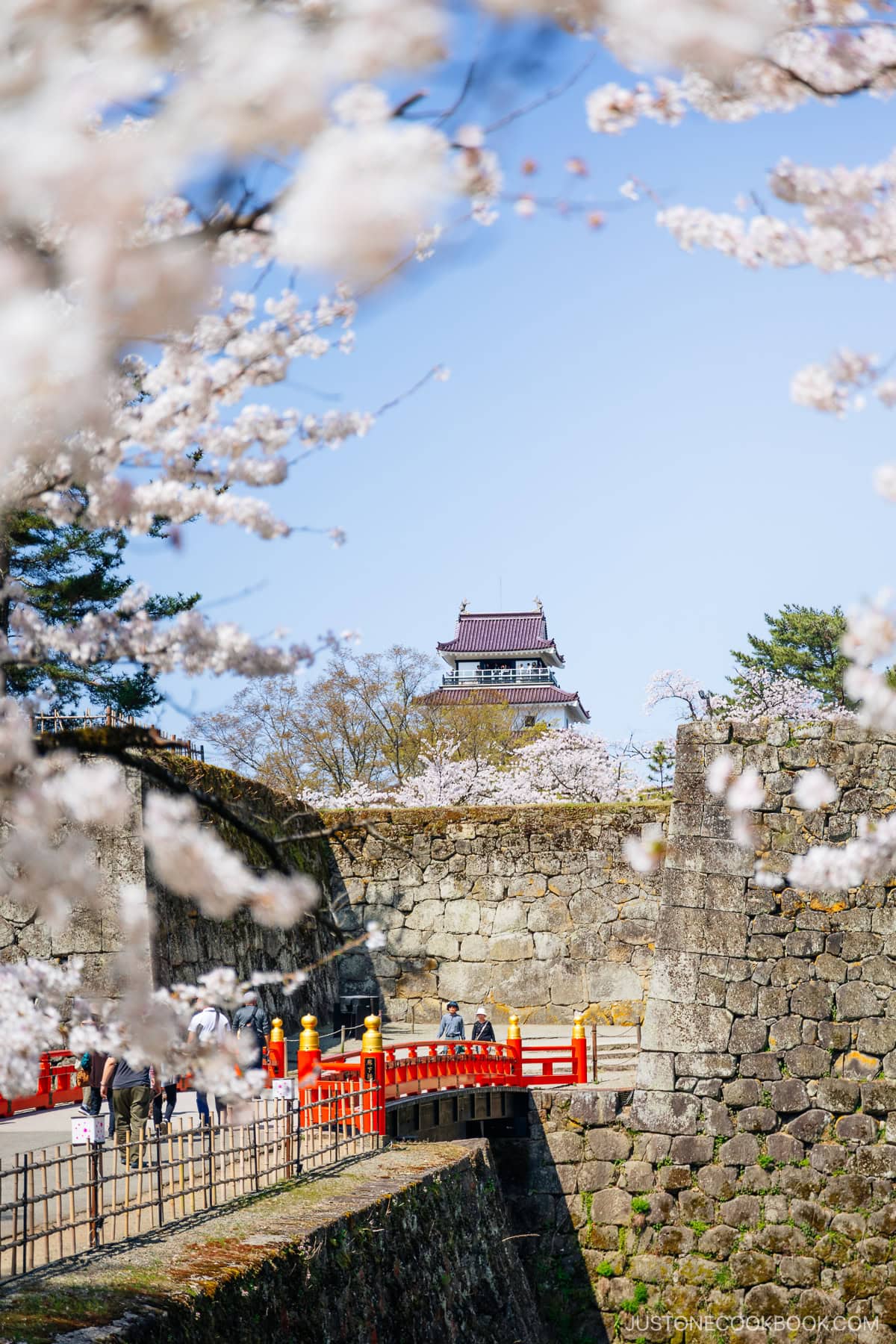 People walking under weeping cherry blossoms