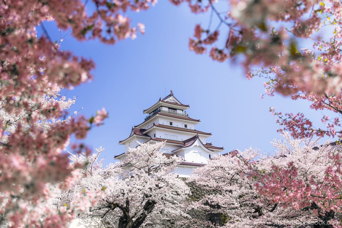 Castle tower surrounded by cherry blossoms