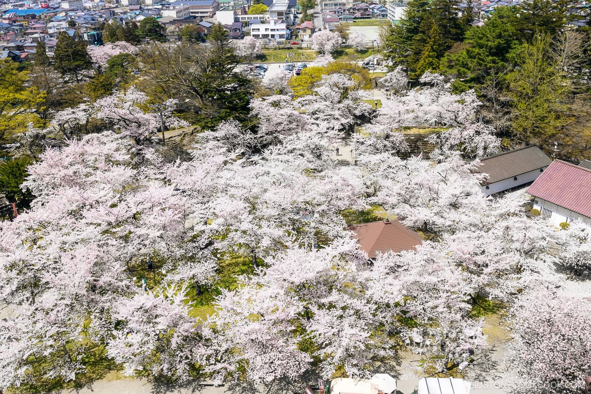 View overlooking cherry blossoms