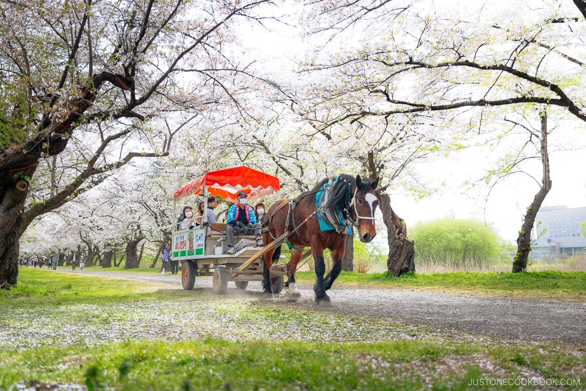 Horse and carriage under cherry blossoms