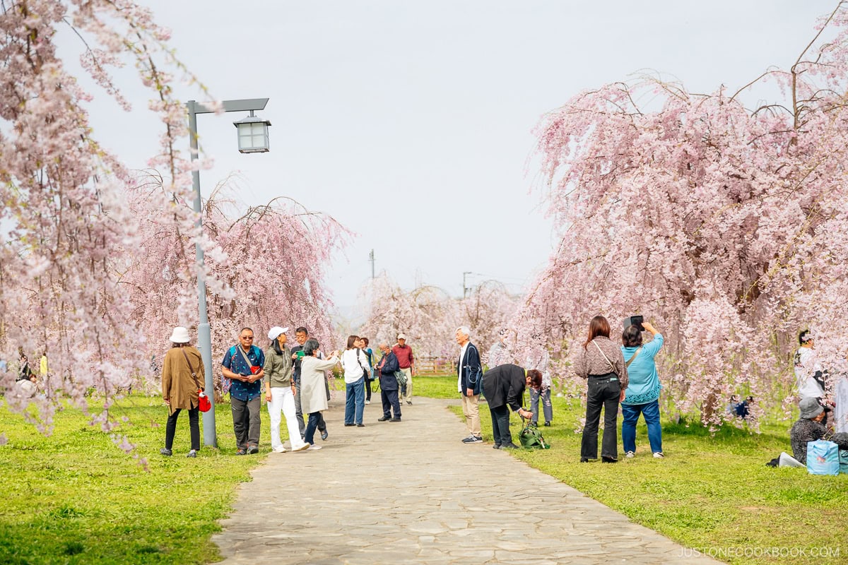People admiring cherry blossoms