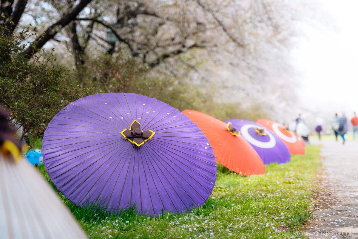 Umbrellas with fallen cherry blossom leaves