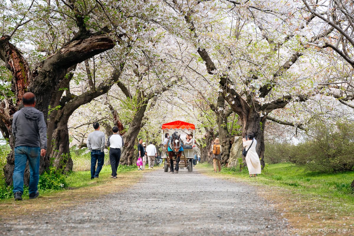 Horse and carriage under cherry blossoms