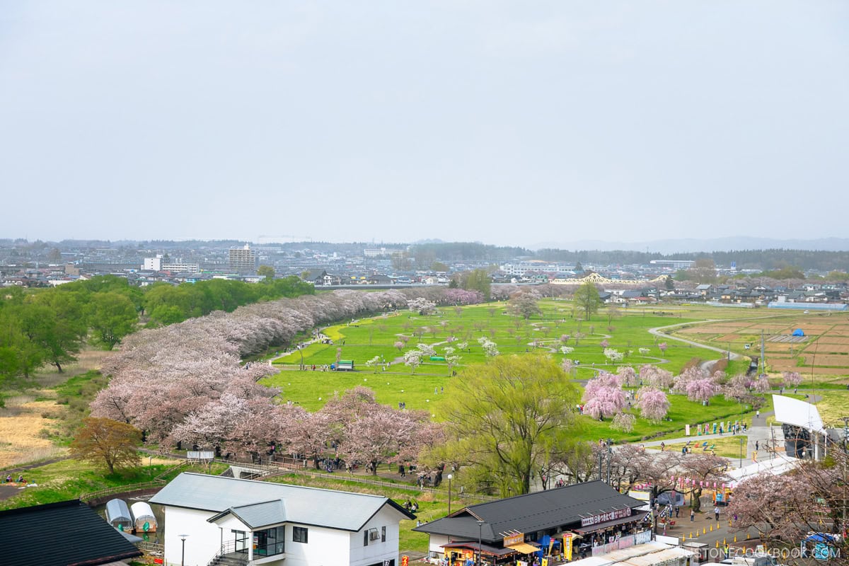 Overlooking park with cherry blossoms