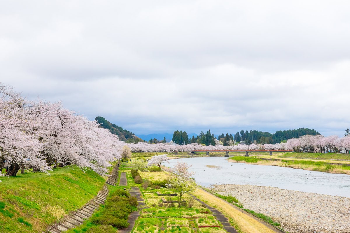 River lined with cherry trees and red bridge in the background