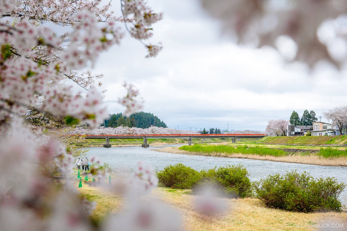 River lined with cherry trees and red bridge in the background