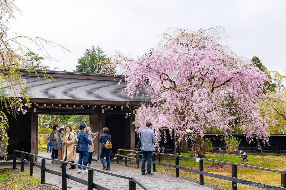 Old entrance gate next to weeping cherry blossoms